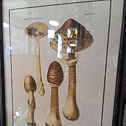 Art A